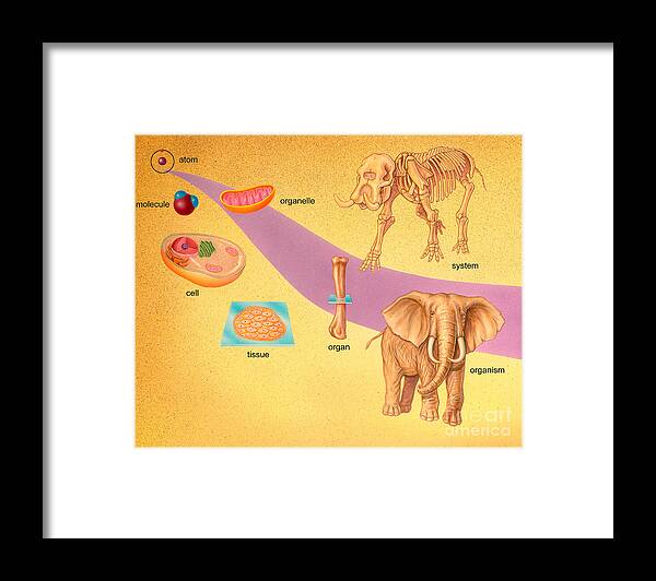 Art Framed Print featuring the photograph Biological Organization by Carlyn Iverson