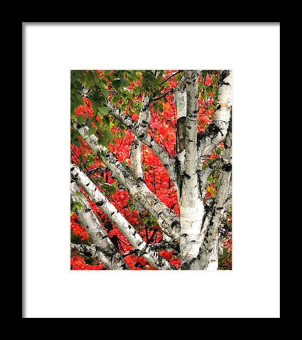 Birch Framed Print featuring the photograph Birch eclipsing Maple by Doris Potter