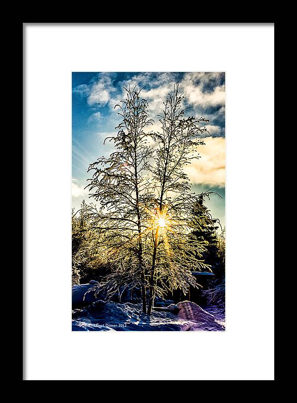 Birch Framed Print featuring the photograph Birch Frost by Fred Denner