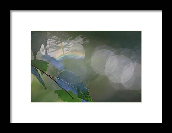 Abstract Framed Print featuring the photograph Birch leaves after spring rain by Ulrich Kunst And Bettina Scheidulin