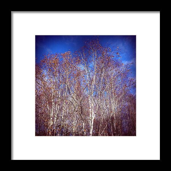 Birch Trees Framed Print featuring the photograph Birch trees and blue sky in autumn by Matthias Hauser