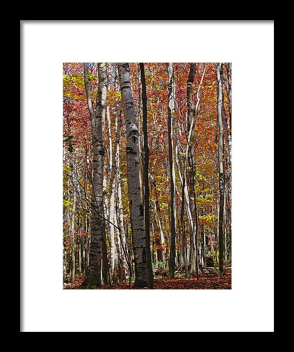 Foliage Framed Print featuring the photograph Birch Trees in Autumn by Juergen Roth