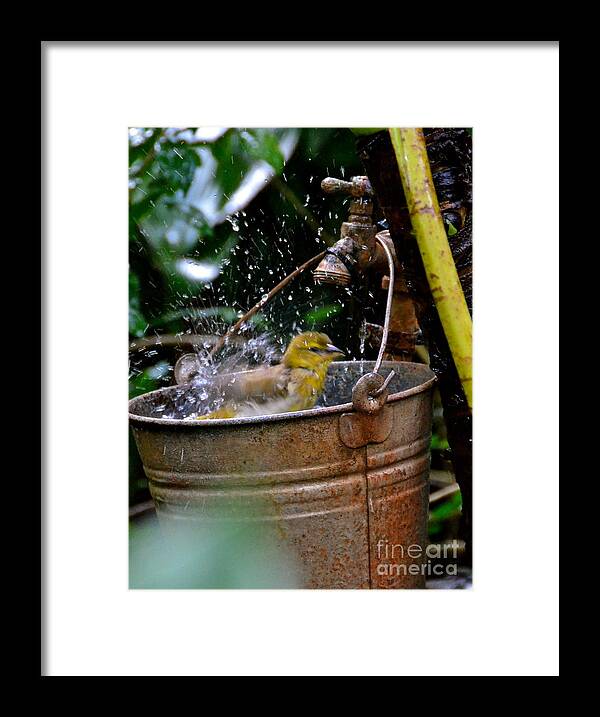 Bird Framed Print featuring the photograph Bird Bath by Carol Bradley