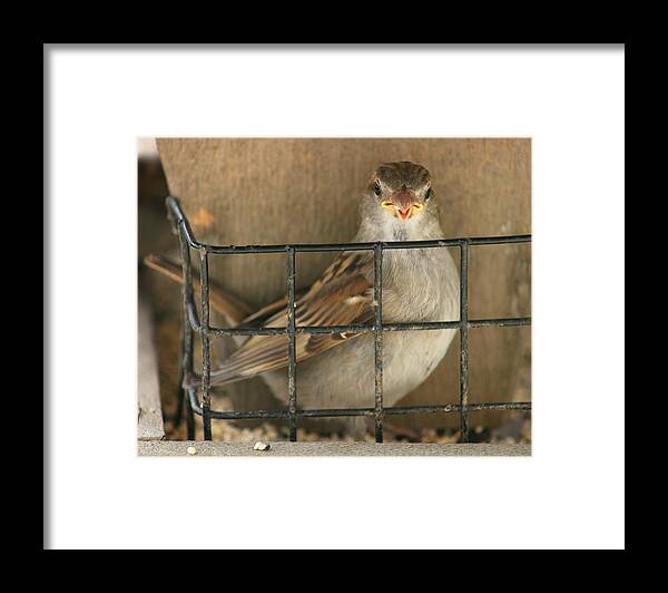 Finch Framed Print featuring the photograph Bird Caged by Susan McMenamin
