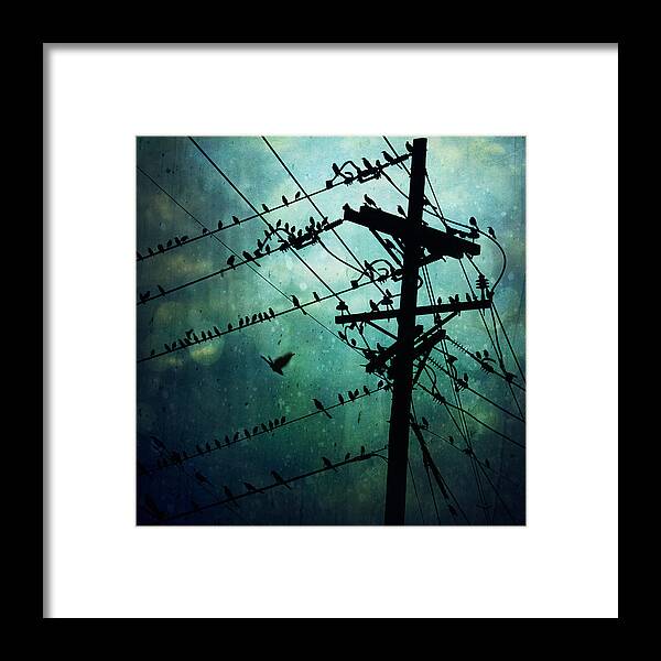 Pattern Framed Print featuring the photograph Bird City by Trish Mistric