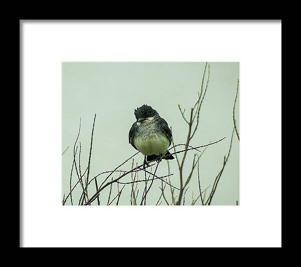 Bird Framed Print featuring the photograph Bird by CSH Photography