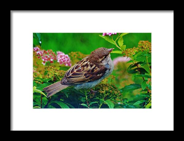 Bird Framed Print featuring the photograph Bird In The Bush by Daniel Thompson