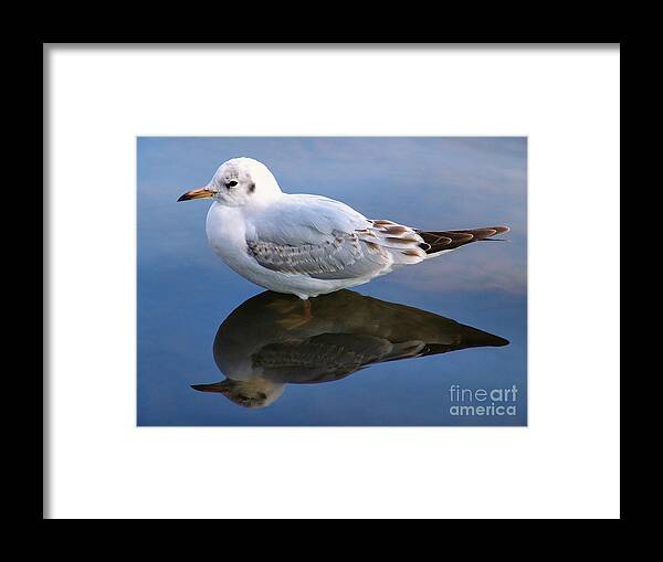Bird Framed Print featuring the photograph Bird Reflections by John Swartz