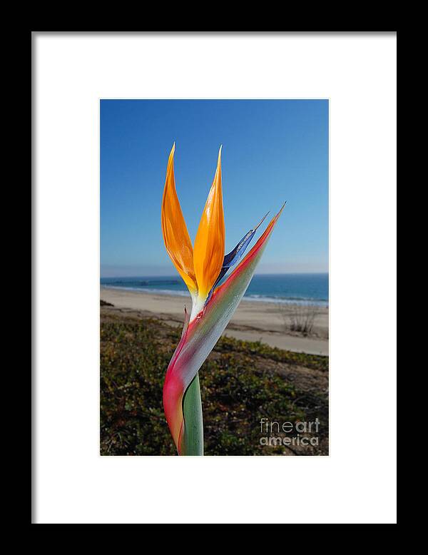 Bird Of Paradise Framed Print featuring the photograph Bird of Paradise at Pismo Beach by Debra Thompson