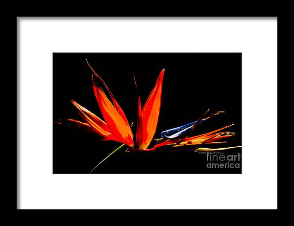 Flora Framed Print featuring the photograph Bird Of Paradise by Richard J Thompson 