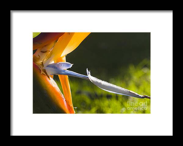 Australia Framed Print featuring the photograph Bird of Paradise by Steven Ralser