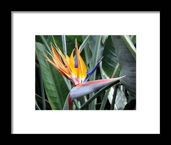 Floral Framed Print featuring the photograph Bird of Paradise Study 4 by Mary Haber
