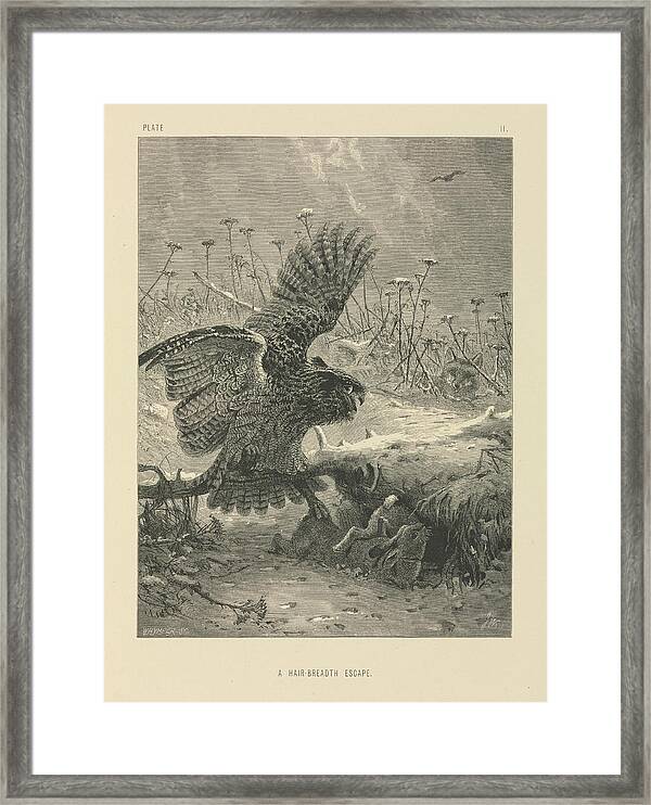 A HairBreadth Escape An Owl a Fox and a Hare posters  prints by Joseph  Wolf