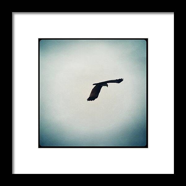 Jselondon Framed Print featuring the photograph Bird of Prey by James McCartney