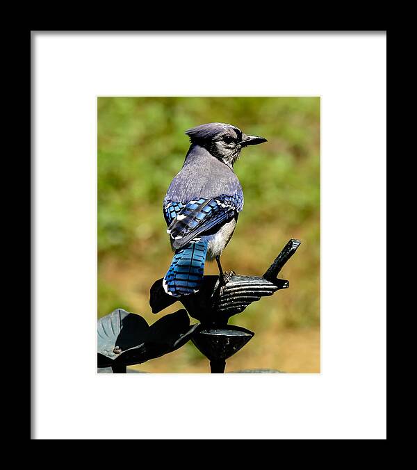 Bluejay Framed Print featuring the photograph Bird on a bird by Robert L Jackson