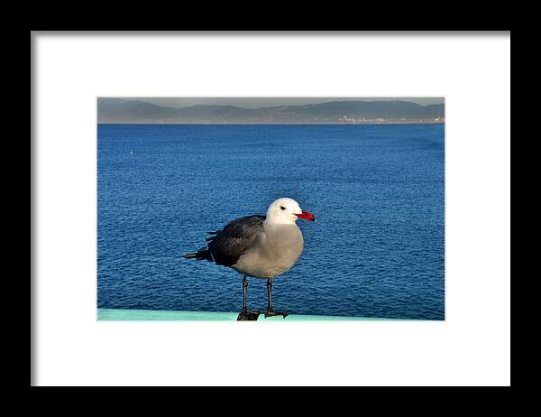 Seagull Framed Print featuring the photograph Bird on a rail by Diane Lent