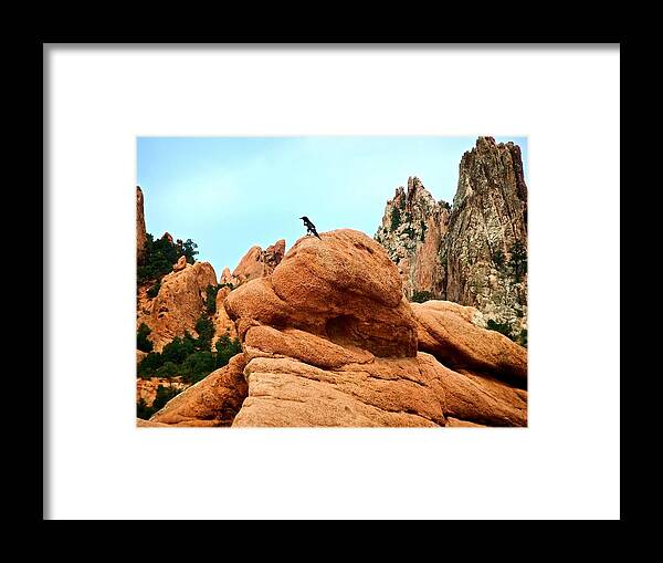 Colorado Framed Print featuring the photograph Bird on a Rock by Shannon Yeaton