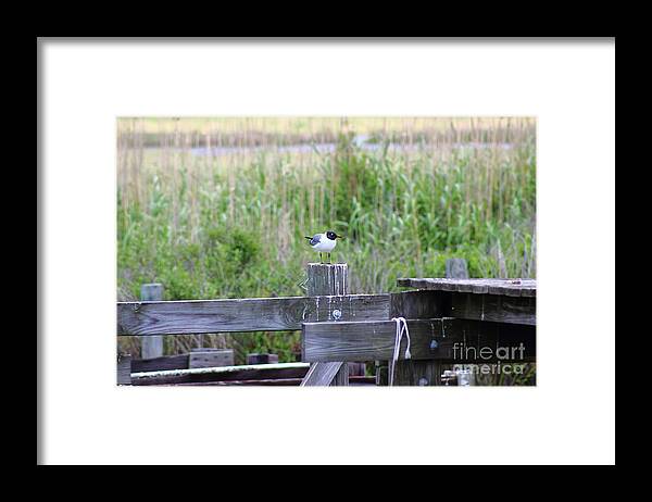 Bird Framed Print featuring the photograph Bird on Bayou Post by Andre Turner