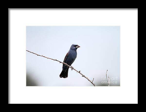 Bird Framed Print featuring the photograph Bird On Limb by Dwight Cook