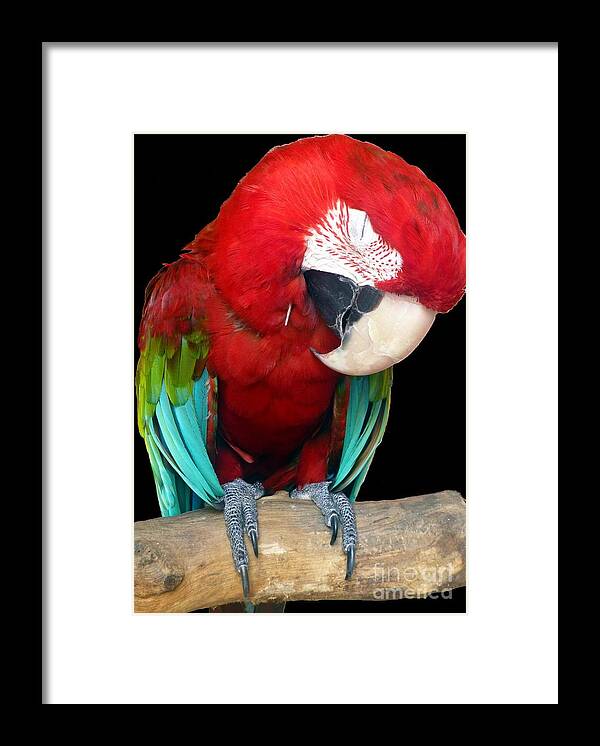 Macaw Framed Print featuring the photograph Bird Pad Boredom There's a Nap for That by Barbie Corbett-Newmin
