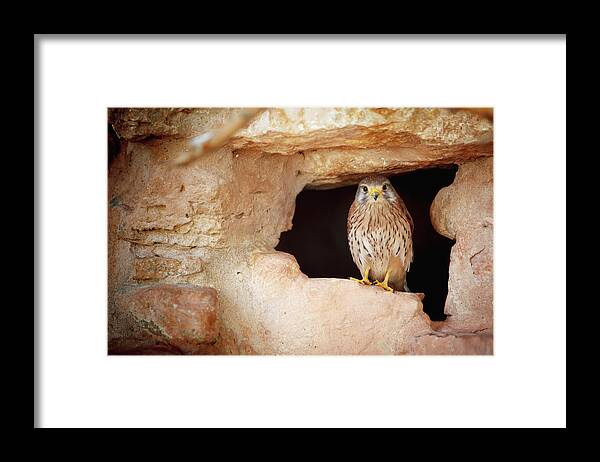 Hiding Framed Print featuring the photograph Bird Perched In The Opening Of A Cave by Reynold Mainse / Design Pics