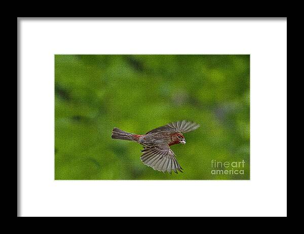 Bird Framed Print featuring the photograph Bird soaring with food in beak by Dan Friend