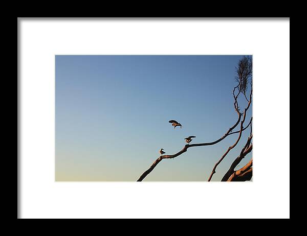 Redondo Beach Framed Print featuring the photograph Bird Trio by Daniel Schubarth