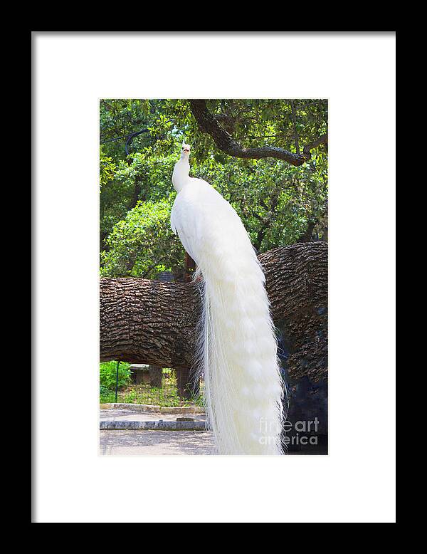 White Peacock Framed Print featuring the photograph Bird - White Peacock Pose- Luther Fine Art by Luther Fine Art
