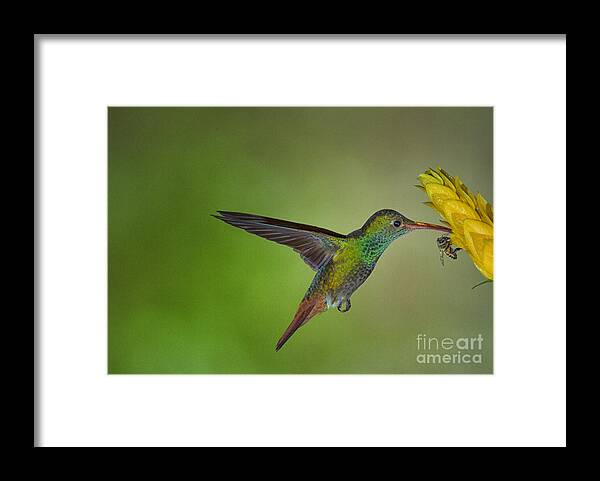 Rofous Tailed Hummingbird Framed Print featuring the photograph Birds and the Bee's by Todd Bielby