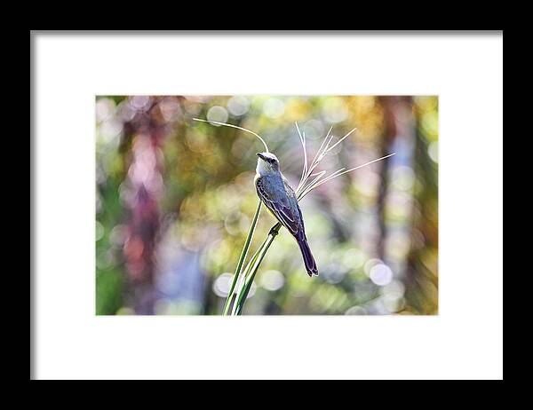 Birds Framed Print featuring the photograph Birds are Bliss by Peggy Collins