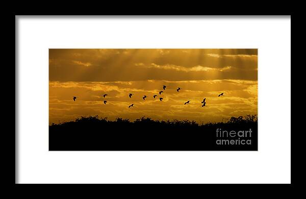 Everglades Framed Print featuring the photograph Birds coming back to roost at sunset by Dan Friend