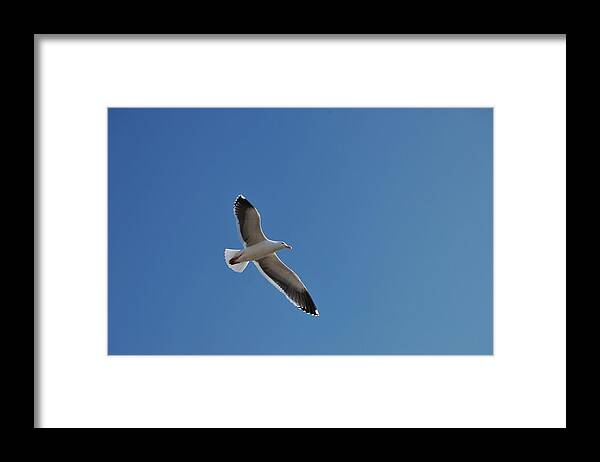Seagull Framed Print featuring the photograph Birds Eye View by Christopher James