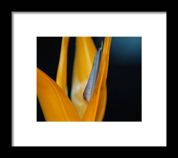 Flower Framed Print featuring the photograph Birds of Paradise by Matt Quest