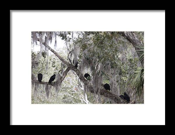 Birds Framed Print featuring the photograph Birds on a Limb by Kimberly Oegerle