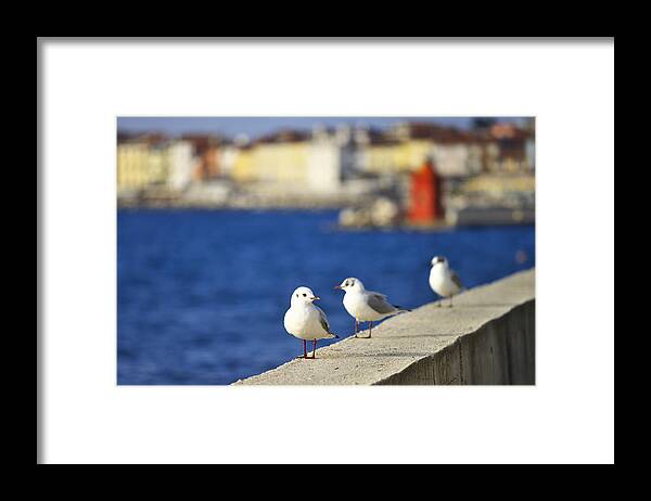 Sunset Framed Print featuring the photograph Birds on the wall by Ivan Slosar