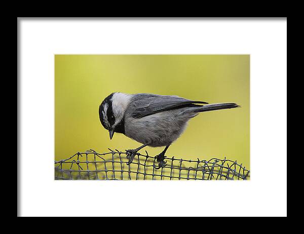 Bird Framed Print featuring the photograph Birdseed Bandit by Donna Blackhall