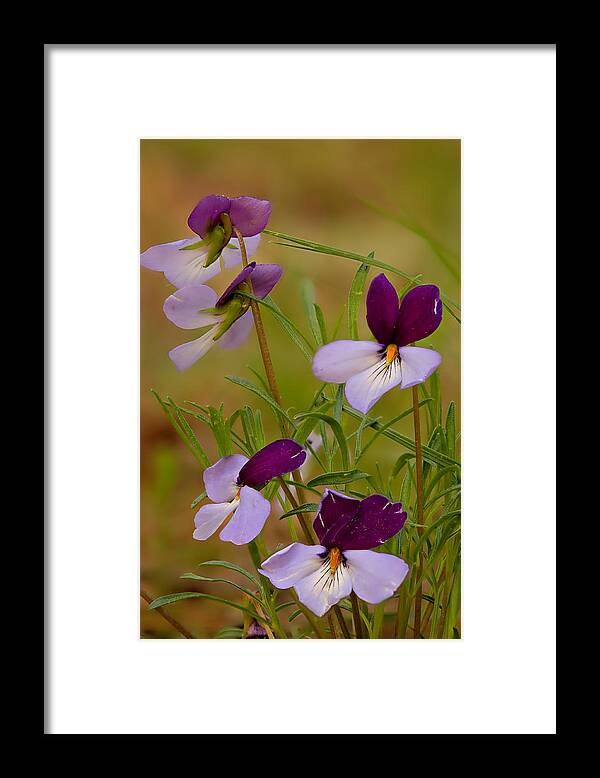 2012 Framed Print featuring the photograph Birdsfoot Violet by Robert Charity