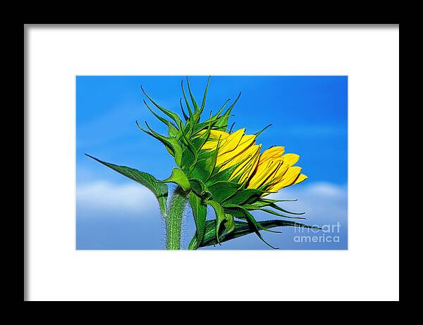 Photography Framed Print featuring the photograph Birth of a Sunflower by Kaye Menner by Kaye Menner