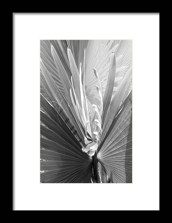 Bismark Palm Framed Print featuring the photograph Bismark Palm by Jim Snyder