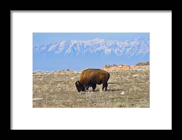 Bison Framed Print featuring the photograph Bison Beneath the Range by Greg Norrell