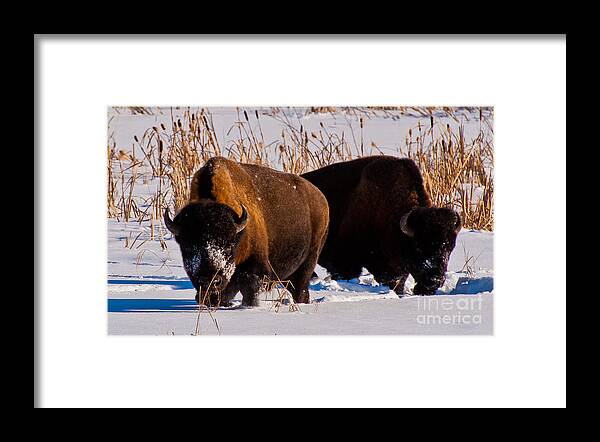 Bison Framed Print featuring the photograph Bison charging 2 by Michael Nau