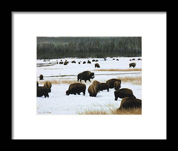 Wild Bison Framed Print featuring the photograph Bison Cows Browsing by Kae Cheatham