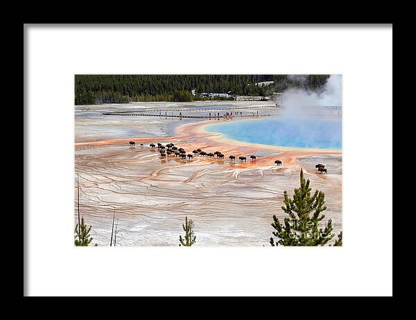 Travelpixpro Framed Print featuring the photograph Bison Crossing Edge of Grand Prismatic Spring in Yellowstone National Park by Shawn O'Brien