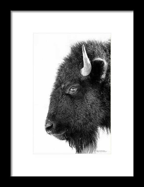 #faatoppicks Framed Print featuring the photograph Bison Formal Portrait by Dustin Abbott