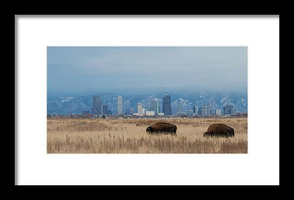 Bison Framed Print featuring the photograph Bison Graze with Denver Colorado in the Background by Tony Hake