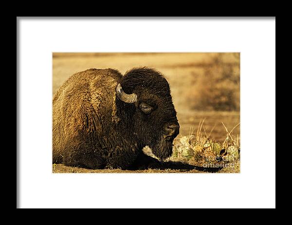 Bison Framed Print featuring the photograph Bison in The Wichitas by Iris Greenwell