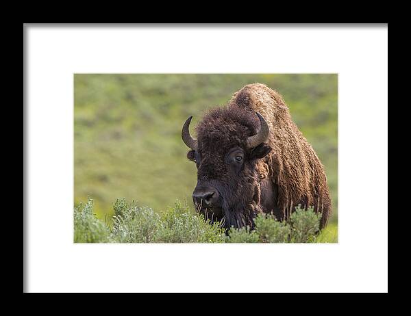 America Framed Print featuring the photograph Bison by Johan Elzenga