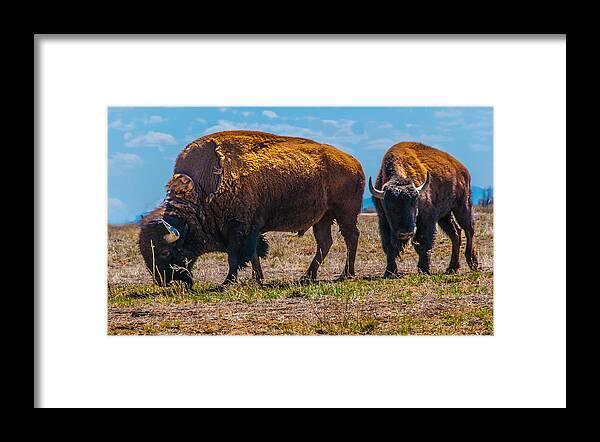 Bison Framed Print featuring the photograph Two Bison In Field In The Daytime by Tom Potter