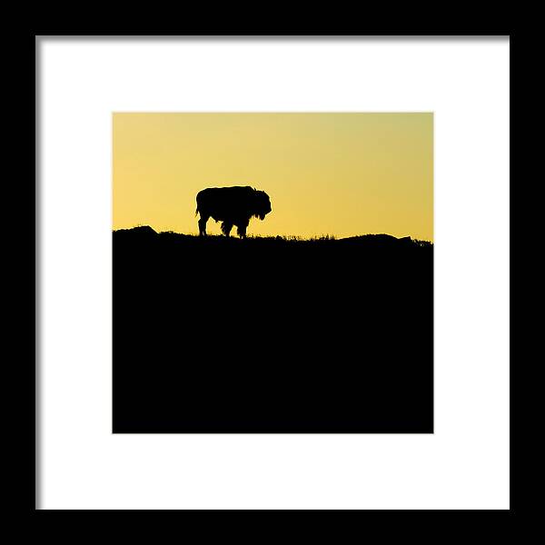 Bison Framed Print featuring the photograph Bison Sunrise by Sonya Lang