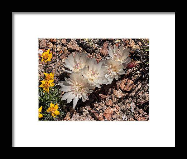 Bitterroot Framed Print featuring the photograph Bitterroot by Kathleen Bishop